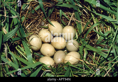 Mallard Duck Nest Anas platyrhynchos Foto Stock