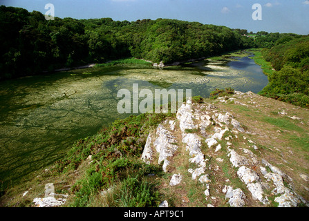 I laghi di Bosherton stagni di fior di loto in Pembrokeshire Foto Stock