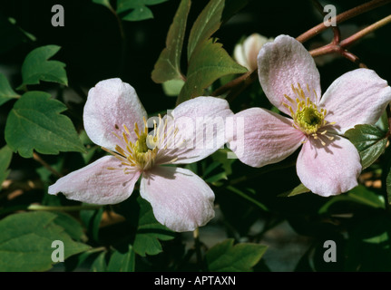 La clematide montana gara rosa amabile delicato invitante Foto Stock