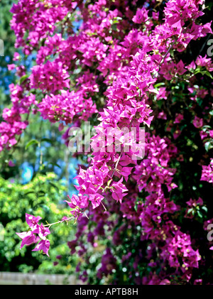 Il Bougainvillea crescendo in Kuranda North Queensland Australia Foto Stock