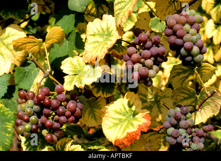 Bordeaux Bordeaux Medoc Sauternes St Emilion Loire Languedoc Roussilon Minervois Corbieres Pouzilhac Champagne Alsazia Foto Stock