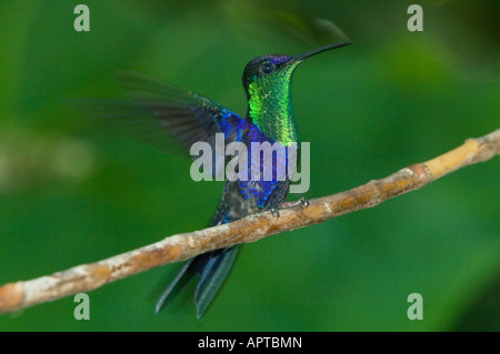 Viola-incoronato Woodnymph (Thalurania colombica) Rancho naturalista, Costa Rica Foto Stock