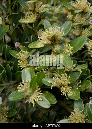 Le Baleari bosso (Buxus balearica) Foto Stock