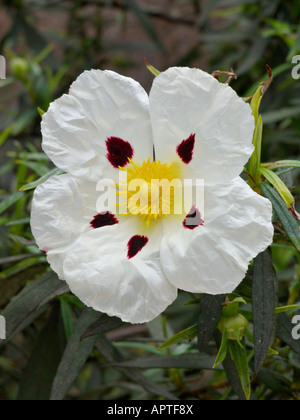 Crimson spot rock rose (cistus ladanifer) Foto Stock