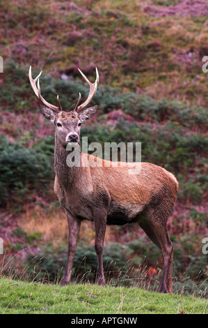 Red Deer stag in solchi stagione Perthshire Foto Stock