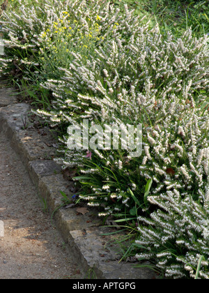 Inverno erica (Erica carnea 'sora queen' syn. erica herbacea 'sora queen') Foto Stock