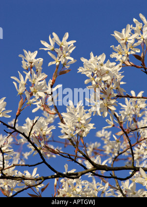 Servizio di roverella berry (amelanchier arborea) Foto Stock