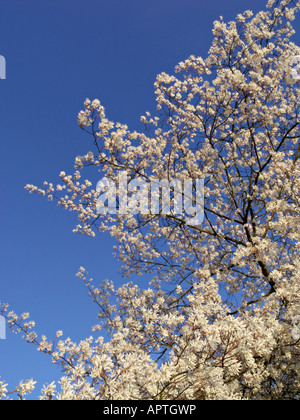 Servizio di roverella berry (amelanchier arborea) Foto Stock