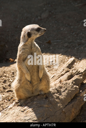 California Santa Barbara Zoo slanciata Meerkat codato Suricata suricatta Foto Stock