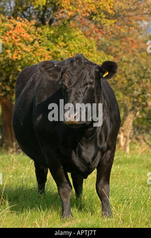 Aberdeen Angus bestiame nel campo inizio autunno Cumbria Foto Stock