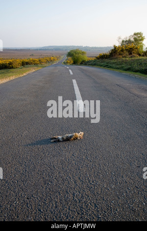 Coniglio morto giacente in strada Thorney Hill New Forest National Park Hampshire REGNO UNITO Foto Stock