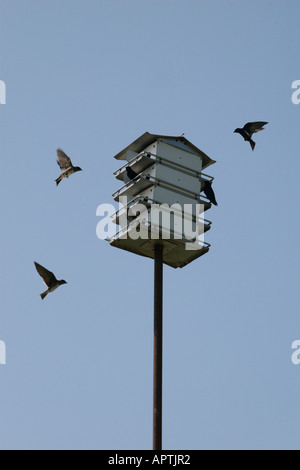 Viola martin (Progne subis) casa. Foto Stock