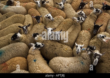 Penna piena di mulo gimmer agnelli a vendite autunnali Hawes North Yorkshire Foto Stock