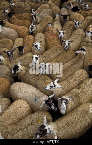 Penna piena di mulo gimmer agnelli a vendite autunnali Hawes North Yorkshire Foto Stock