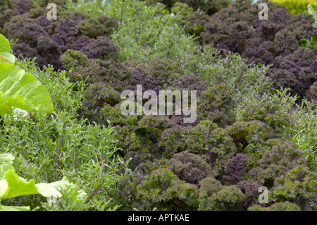 Yewbarrow casa con giardino esotico piantagione orto con brocolli cavolo riccio Foto Stock