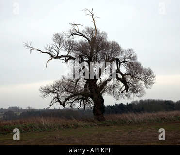 Nativo di inglese nero pioppo Populus nigra, Butley, Suffolk, Inghilterra Foto Stock