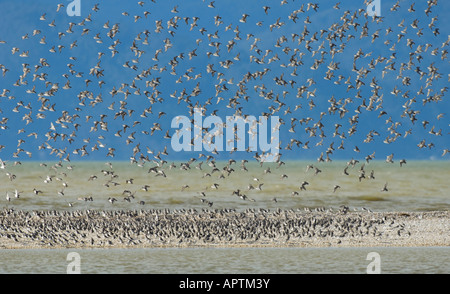 Wrybill (Anarhynchus frontalis) Foto Stock