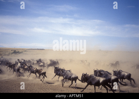 Al galoppo gnu durante la migrazione annuale nella Riserva Nazionale di Masai Mara Kenya Africa orientale Foto Stock