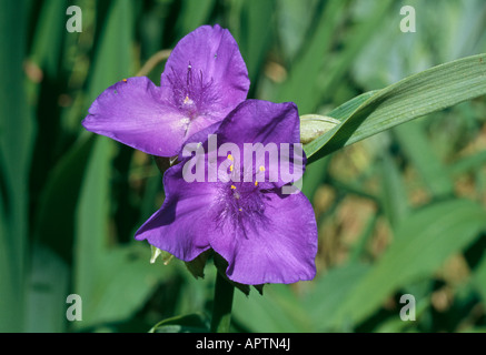 Tradescantia andersoniana viola cluster di piccoli fiori dolce Foto Stock