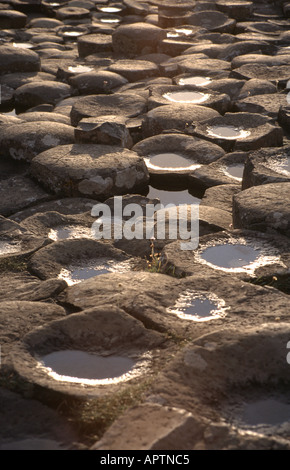 Colonne di basalto al Giants Causeway Irlanda del Nord Foto Stock