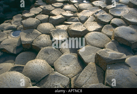 Colonne di basalto al Giants Causeway Irlanda del Nord Foto Stock