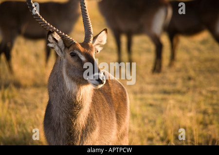 Defassa waterbuck (kobus ellipsiprymnus defassa), nella riserva Masai Mara, Kenya, Africa orientale. Foto Stock