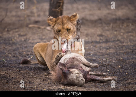 Leonessa (panthera leo) si alimenta di un warthog kill, su terra bruciata dal fuoco; Ndutu, NCA (vicino Serengeti), in Tanzania. Foto Stock