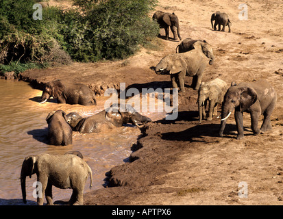 Elefante africano Elefante gruppo familiare baby giovani Foto Stock