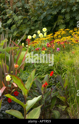 Yewbarrow casa con giardino esotico piantagione sub tropicale esotiche crescente Ferdinanda Uhdea e albero messicano Daisy Foto Stock