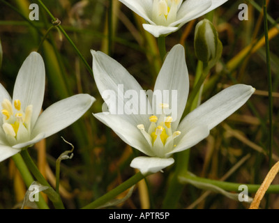 Stella di Betlemme, Ornithogalum angustifolium Foto Stock