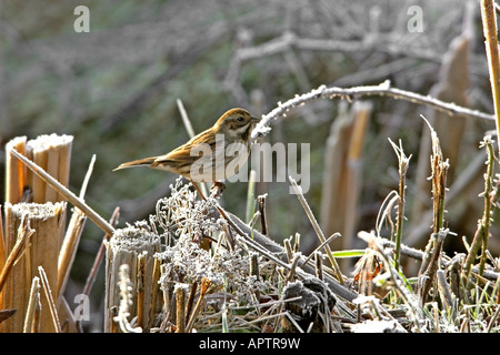 Comune di Reed Bunting Emberiza schoeniclus femmina adulta arroccato su smerigliato retroilluminato vegitation Foto Stock