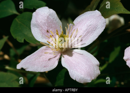 La clematide montana gara rosa amabile delicato invitante Foto Stock