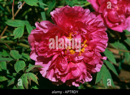 Paeonia suffruticosa abbagliare fuchsia ruffles emergono con ciuffo di stami gialli Foto Stock