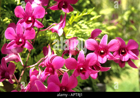 Cina Shanghai orchid orchidee fiore fiori organic botanico giardino cinese Foto Stock