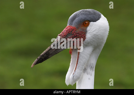 Wattled gru grus carunculatus (prigioniero) close-up di testa Foto Stock