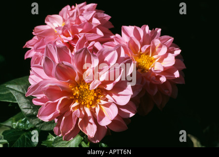 Dahlia rosa grazioso gruppo affascinante in piedi fuori da uno sfondo scuro Foto Stock