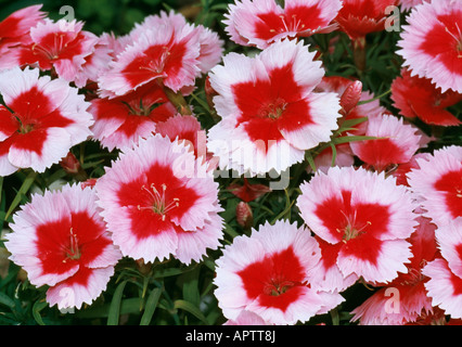 Dianthus barbatus rosa con centri rosso cluster densi di odore delicato fiore Foto Stock