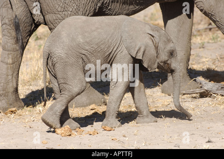 Vitello di elefante camminando accanto alla madre Foto Stock