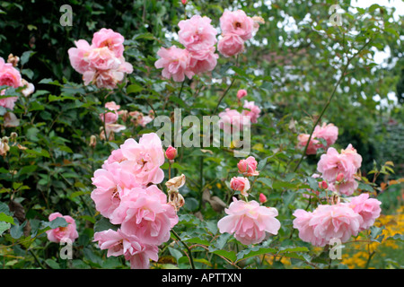 Molti ibrido arbusto muschio Roses si ripetere bene in autunno specialmente se a vuoto mostrato è ROSA FELICIA Foto Stock