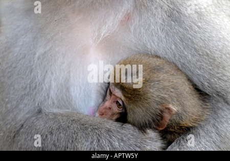 I giovani giapponesi macaque Macaca fuscata poggiante su mom s petto Nagano Giappone Foto Stock