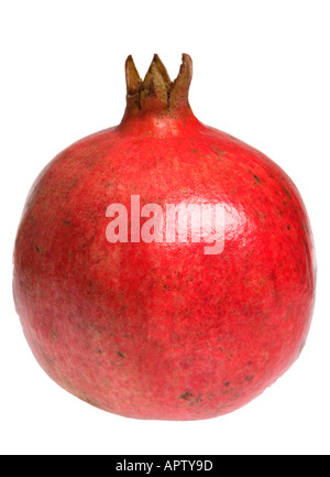 Tutto il Melograno Foto Stock
