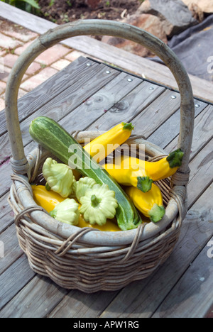 Un cestino di cucurbits raccolti zucchine e zucca di diverse varietà Foto Stock