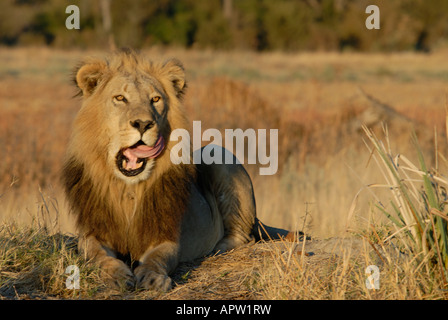 Foto di stock di un maschio di leone a sbadigliare al tramonto con denti che mostra, Okavango Delta, il Botswana. Foto Stock