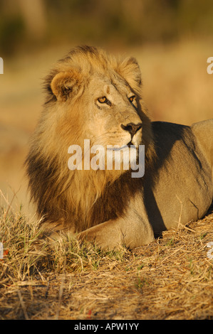 Foto di stock di un maschio di leone godersi il tramonto con denti che mostra, Okavango Delta, il Botswana. Foto Stock