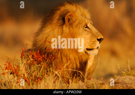 Foto di stock di un maschio di leone godersi il tramonto con denti che mostra, Okavango Delta, il Botswana. Foto Stock