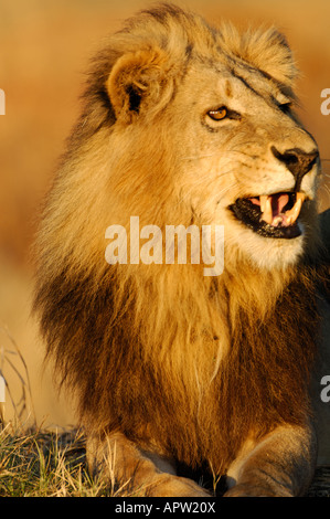 Foto di stock di un maschio di leone a sbadigliare al tramonto con denti che mostra, Okavango Delta, il Botswana. Foto Stock