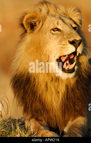 Foto di stock di un maschio di leone a sbadigliare al tramonto con denti che mostra, Okavango Delta, il Botswana. Foto Stock