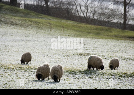Pecore al pascolo nella neve in inverno Bishopdale Foto Stock