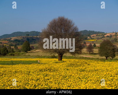 Splendidi fiori di sesamo in stato Shan del Myanmar Foto Stock