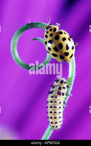 Twentytwo-spot ladybird beetle (Thea vigintiduopunctata), imago e larva, Belgio Foto Stock